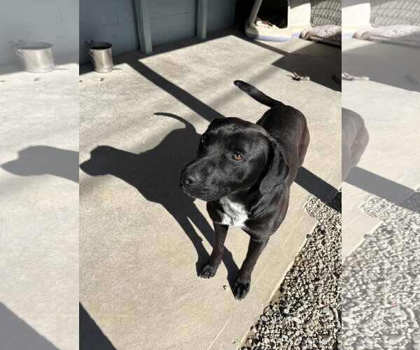 Medium Photo #2 Mutt Puppy For Sale in Emmett, ID, USA