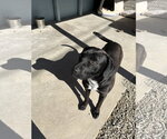 Small #1 Mutt