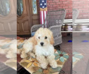 Maltipoo Puppy for sale in APPLE VALLEY, CA, USA