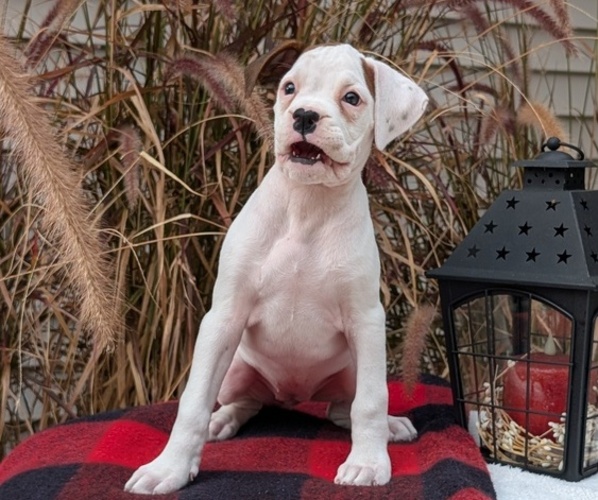 Medium Photo #5 Boxer Puppy For Sale in GOSHEN, IN, USA