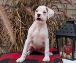 Small #4 Boxer