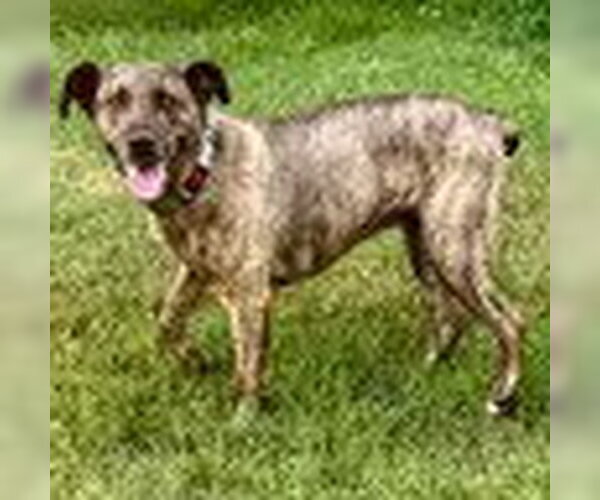 Medium Photo #1 Mountain Cur-Plott Hound Mix Puppy For Sale in Bristol, CT, USA
