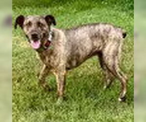 Mountain Cur-Plott Hound Mix Dogs for adoption in Bristol, CT, USA
