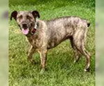 Small Mountain Cur-Plott Hound Mix