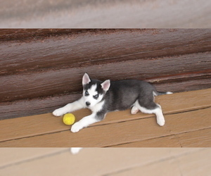 Siberian Husky Puppy for sale in WESTCLIFFE, CO, USA