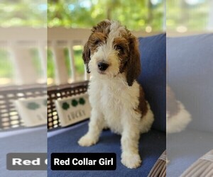 Bernedoodle-Poodle (Standard) Mix Puppy for sale in ARAGON, GA, USA