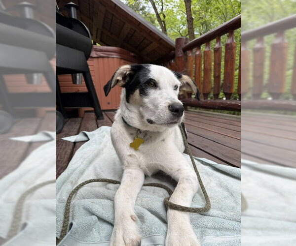 Medium Photo #22 Mutt Puppy For Sale in Sandy, UT, USA