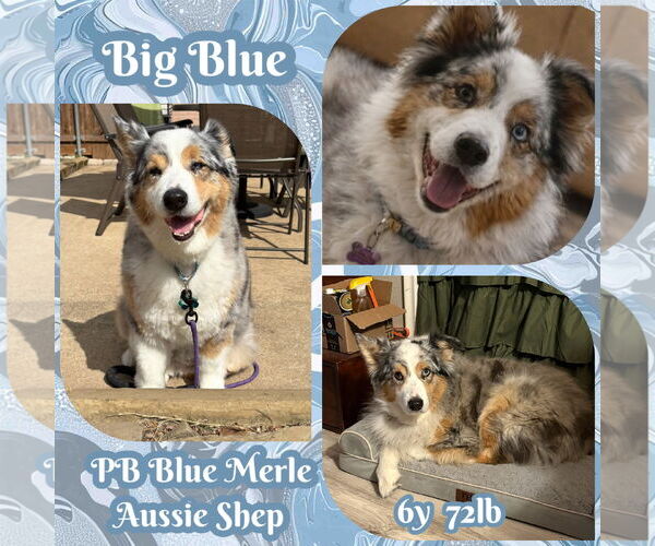 Medium Photo #2 Australian Shepherd Puppy For Sale in Dallas, TX, USA