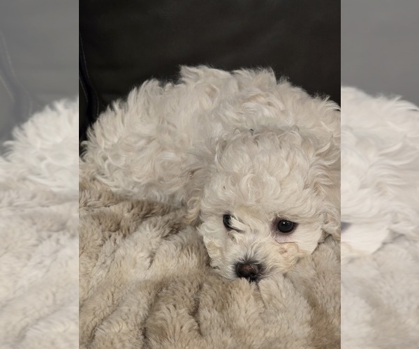 Medium Photo #2 Bichon Frise Puppy For Sale in AMERICAN FORK, UT, USA