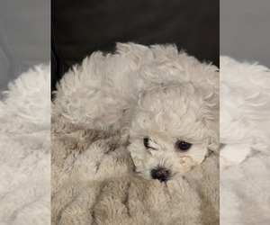 Medium Bichon Frise
