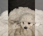 Puppy St Nick Bichon Frise