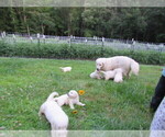 Small Photo #14 English Cream Golden Retriever Puppy For Sale in MILLVILLE, MA, USA