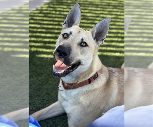 Medium Photo #3 German Shepherd Dog-Unknown Mix Puppy For Sale in Elk Grove, CA, USA