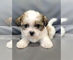 Small Poodle (Miniature) Mix