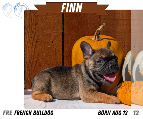 Medium Photo #23 French Bulldog Puppy For Sale in GOSHEN, IN, USA