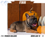 Small #8 French Bulldog