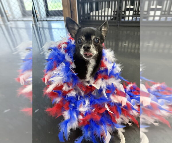 Medium Photo #2 Chihuahua Puppy For Sale in Vail, AZ, USA