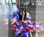 Small #1 Chihuahua