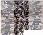 Image preview for Ad Listing. Nickname: Litter of 10