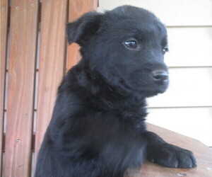 Labradoodle-Labrador Retriever Mix Puppy for sale in RUTHERFORDTON, NC, USA