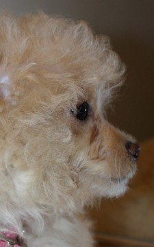 Medium Photo #1 Maltese-Poodle (Toy) Mix Puppy For Sale in LEBANON, OR, USA