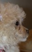 Small Photo #1 Maltese-Poodle (Toy) Mix Puppy For Sale in LEBANON, OR, USA