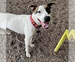 Small Photo #2 American Pit Bull Terrier-Unknown Mix Puppy For Sale in phoenix, AZ, USA