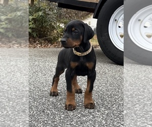 Doberman Pinscher Puppy for Sale in NEWTON, North Carolina USA