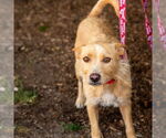 Small #3 Mutt