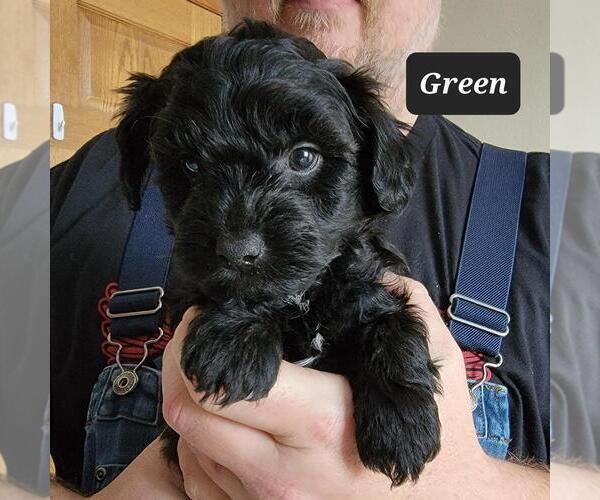 Full screen Photo #1 YorkiePoo Puppy For Sale in BERESFORD, SD, USA