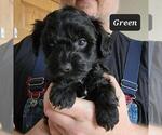 Small Photo #1 YorkiePoo Puppy For Sale in BERESFORD, SD, USA