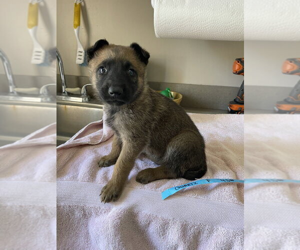 Medium Photo #5 Mutt Puppy For Sale in Imlay City, MI, USA