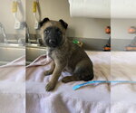Small #4 Mutt