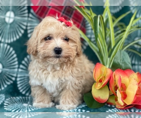 Medium Photo #1 Poovanese Puppy For Sale in LAKELAND, FL, USA