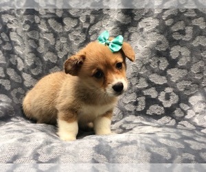 Pembroke Welsh Corgi Puppy for sale in LAKELAND, FL, USA