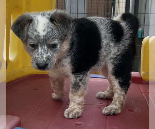 Medium Photo #12 Mutt Puppy For Sale in Highland, IL, USA