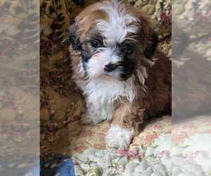 Mal-Shi-Poodle (Toy) Mix Puppy for sale in BURLINGTON, MA, USA