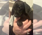 Small Photo #3 Dachshund Puppy For Sale in BENNETTSVILLE, SC, USA