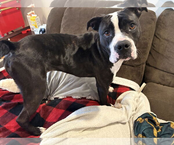 Medium Photo #5 Boxer-Unknown Mix Puppy For Sale in Dumont, NJ, USA