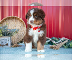 Small #3 Miniature Australian Shepherd