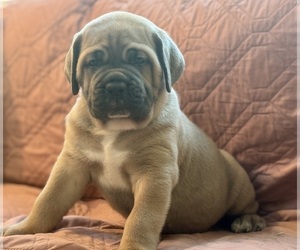 Cane Corso Puppy for sale in NEWTON, NJ, USA