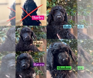 Poodle (Standard) Puppy for sale in EXETER, CA, USA