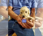 Small Photo #5 Poodle (Standard) Puppy For Sale in MONROE, NC, USA