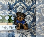 Small Photo #2 Yorkshire Terrier Puppy For Sale in NEW PROVIDENCE, PA, USA