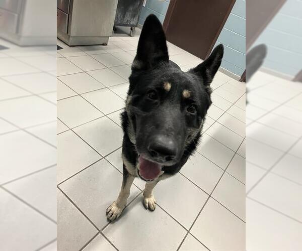 Medium Photo #1 German Shepherd Dog-Unknown Mix Puppy For Sale in Corpus Christi, TX, USA