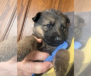 Medium German Shepherd Dog