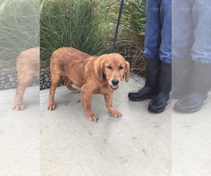 Golden Retriever Dogs for adoption in SAINT JOE, IN, USA