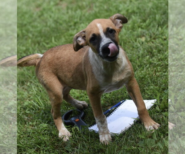 Medium Photo #2 Mutt Puppy For Sale in Mechanicsburg, PA, USA