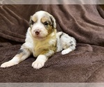 Small #8 Australian Shepherd