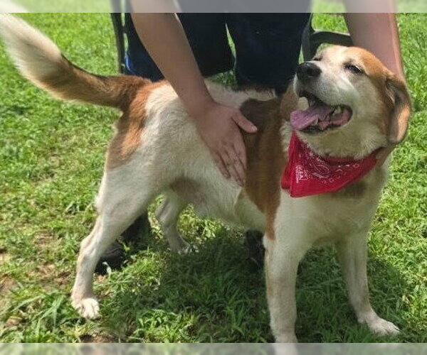 Medium Photo #3 Beagle-Unknown Mix Puppy For Sale in Newfoundland, PA, USA